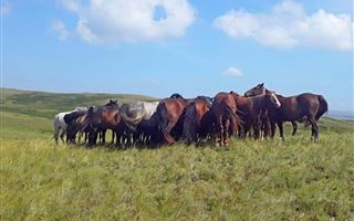Полицейские ВКО вернули хозяевам табун лошадей