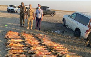 В Каспийском море незаконно выловили рыбу на 136 млн тенге