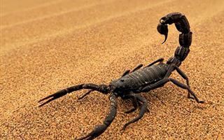 Шымкентцы жалуются на атаки скорпионов