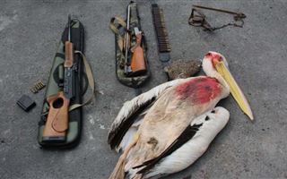 В Алматинской области браконьер убил краснокнижного пеликана