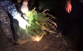 Жамбылские полицейские изъяли у алматинца почти 8 килограммов конопли