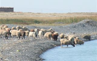 Исчезнет ли лучшее мясо Казахстана: животноводы с Запада бьют тревогу