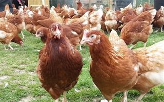 В Акмолинской области на птицефабрике массово гибнут от голода куры