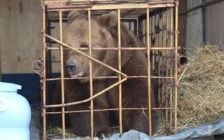 В Костанайской области в кому ввели девочку, которую покусала медведица
