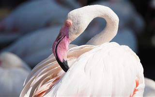 В столице на озеро Малый Талдыколь прилетели фламинго