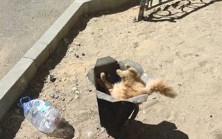В Байконыре живодеры сняли с кошки скальп