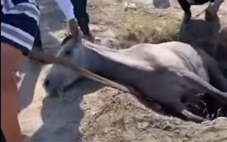 Мангистауские спасатели вытащили лошадь, упавшую в колодец