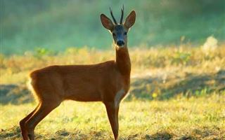В СКО браконьеры убили двух косуль в особо охраняемой природной зоне