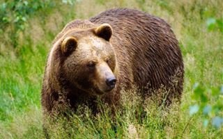Очевидцы засняли погром, который устроил медведь-дебошир в Риддере