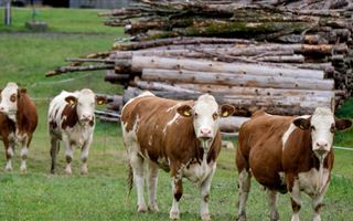 Из-за бруцеллеза у жителей СКО изымают скот