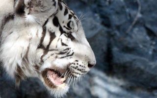 Россия поможет Казахстану возродить популяцию туранского тигра