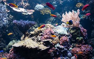 О массовой гибели кораллов по всему миру сообщили ученые