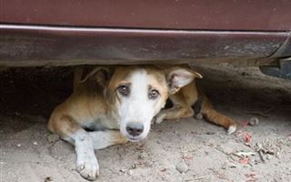 В Казахстане усилят ответственность за жестокое обращение с животными
