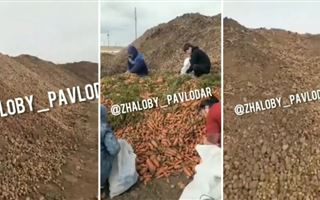 В Павлодарской области выбросили горы картофеля и моркови