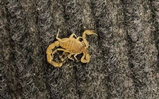 Нашествие скорпионов наблюдается в Атырау и в пригородных поселках