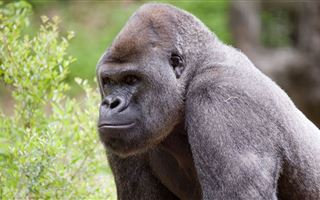 Памятник убитой 5 лет назад горилле Харамбе установили в США