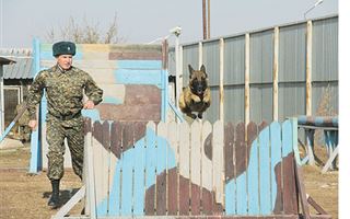 Собачий патруль: почему "военные" псы умнее цирковых