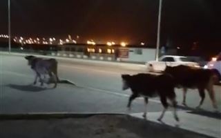 Водителей предупредили о "пасущемся" на проезжей части скоте в Актау