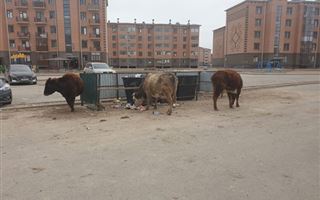 В Кызылорде начались массовые задержания животных 