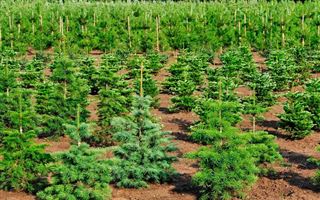  445 гектаров засажено новым лесом в Карагандинской области