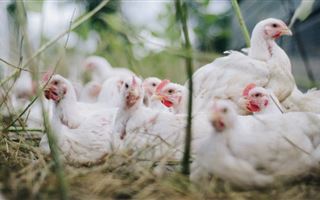 150 тысяч кур уничтожат из-за вспышки птичьего гриппа в Японии