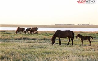 Более 20 лошадей на пять миллионов тенге украл за месяц сельчанин из Павлодарской области 