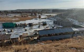 В Алматинской области из-за прорыва дамбы затопило приют для собак