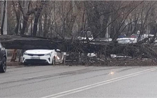 Автомобиль расплющило деревом в Алматы