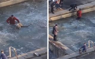 Алматы мужчина спас застрявшую во льду собаку