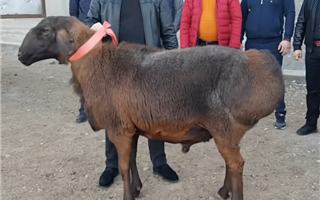 Барана за 40 тысяч долларов приобрёл овцевод из Туркестанской области