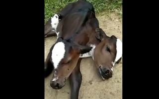 Двухголовый теленок-мутант родился на ферме в Бразилии