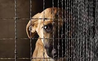 Новые поправки запрещают публиковать кадры жестокого обращения с животными в СМИ