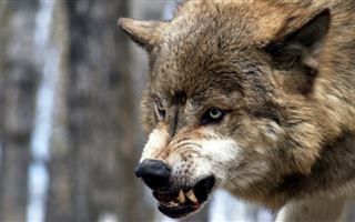 Волчица набросилась на мужчину во дворе его дома в Костанайской области