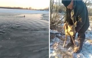Фермер спас тонущую косулю в Павлодарской области