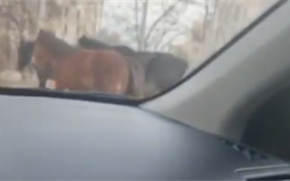Алматинцев удивило стадо лошадей на одной из проезжих улиц города