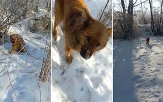 Собака попала в заячий капкан в Павлодарской области