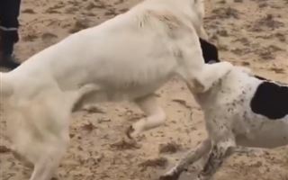 Собачьи бои попали на видео в Мангистауской области