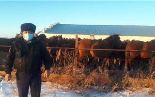 В Павлодарской области на штрафстоянку поместили табун лошадей