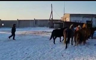 В Павлодаре полицейские поместили на штрафстоянку 30 лошадей
