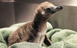 В зоопарке США однополые пингвины впервые стали родителями