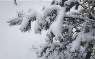 Восьмого февраля на большей части Казахстана ожидается снег