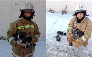 В Экибастузе из горящего здания спасли щенков