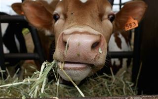 Из-за массовой болезни коров сразу 4 села закрыли на карантин в Атырауской области