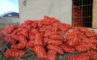Почему фермеры Жамбылской области бесплатно раздают лук