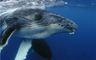 Как киты улучшают экологию планеты