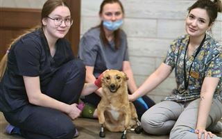 Первую в мире собаку с четырьмя протезами выписали из клиники 