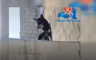 В Павлодаре закрытая на балконе собака прыгнула с пятого этажа