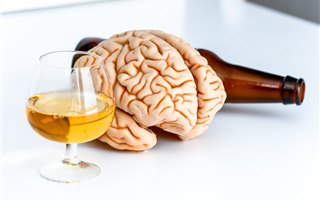 Учёные выяснили, какое количество алкоголя уменьшает размер мозга