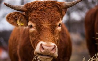  Карагандинской области произошла вспышка бешенства среди коров
