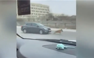 Водитель, пытавшийся сбить собаку в Актау, избежал наказания